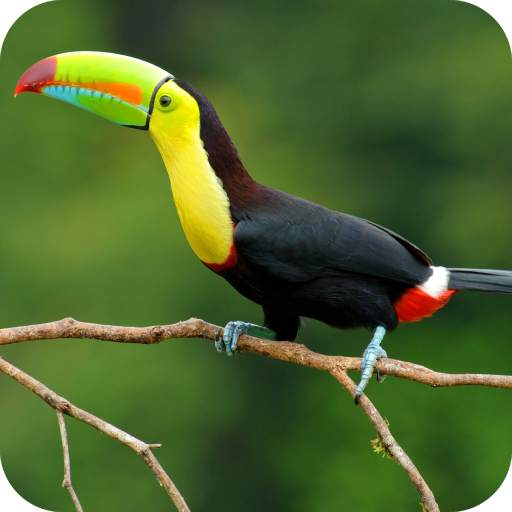 Toucan Bird HD Wallpaper Full HD 1.05