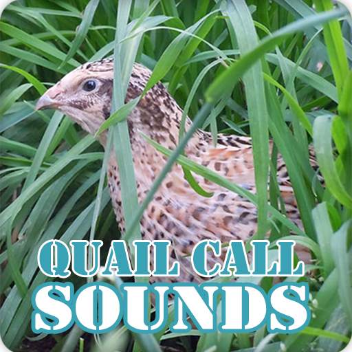 Quail Bird Call Sounds Collection 8.0