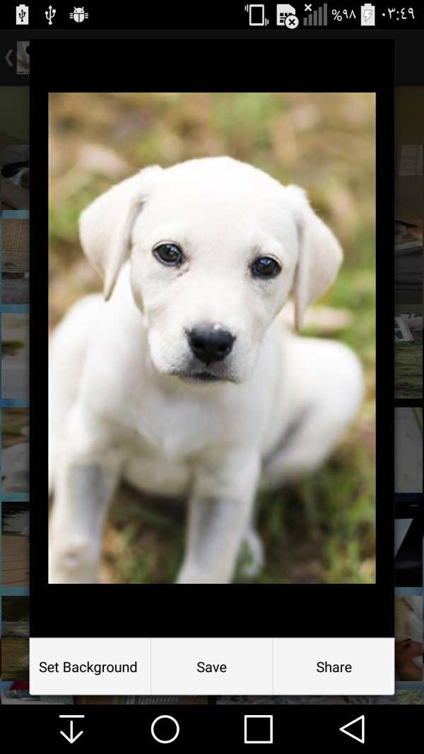 Cute and Funny Animals screenshot 1