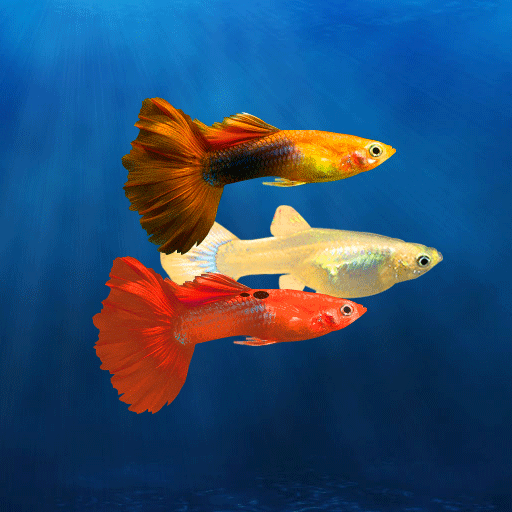 My Guppy icon