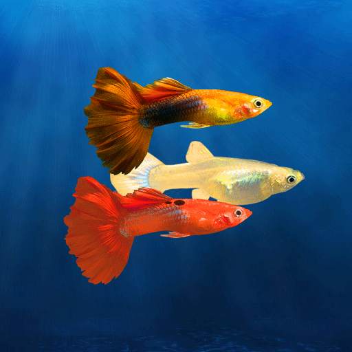 My Guppy 2.7