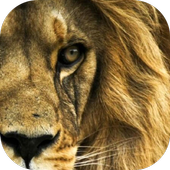 King-Fingerprint/FaceLock icon