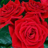 Best rose wallpapers icon