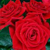 Best rose wallpapers 2.0