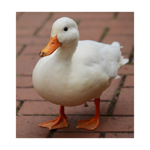 Duck Sound | Duck Quack Sound | Duck Call Sounds icon