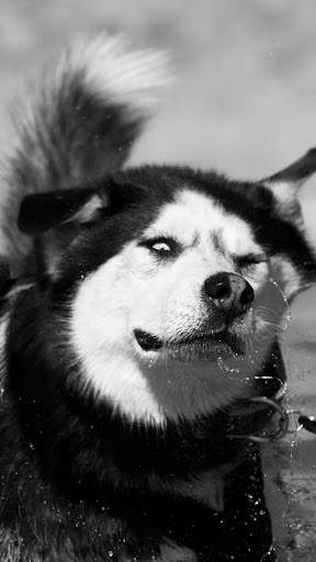 Siberian Husky Wallpapers : backgrounds hd screenshot 4