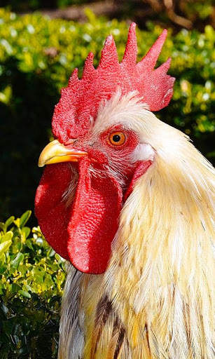 Hen Wallpaper screenshot 6