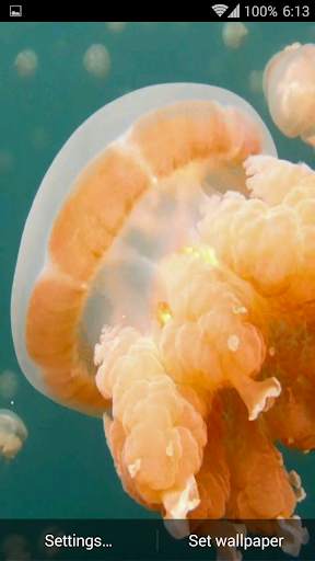 Jellyfish. Video Wallpaper screenshot 8