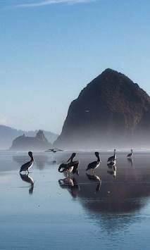 Pelican Wallpapers screenshot 4