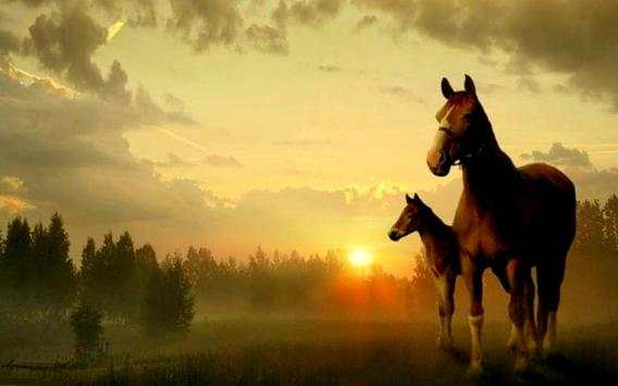 Horse Wallpapers screenshot 2