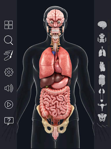 Organs Anatomy Pro. screenshot 11