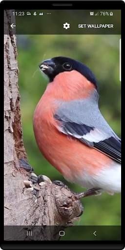 Bird Live Wallpaper screenshot 1