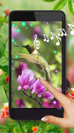 Hummingbird Cute screenshot 1