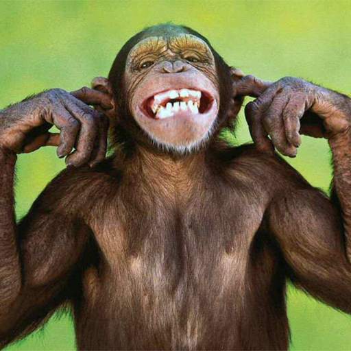 Talking Funny Monkey Free LWP 1.6