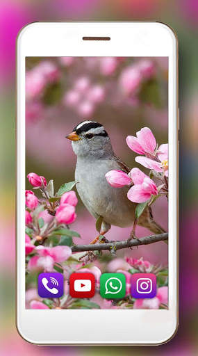 Birds Amazing Live Wallpaper screenshot 4