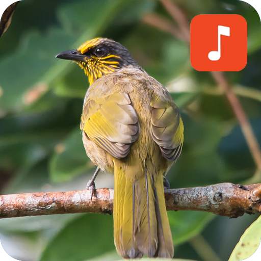 Stripe-throated bulbul bird calls 1.0.2