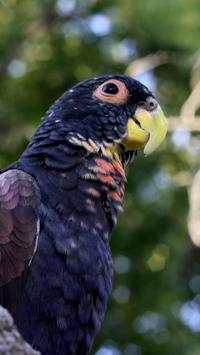Beautiful Birds Wallpapers3 HD screenshot 5