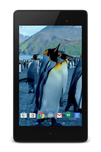Penguins Video Live Wallpaper screenshot 7