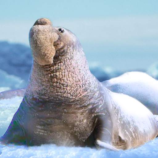 The Seal Elephant 1.0.6