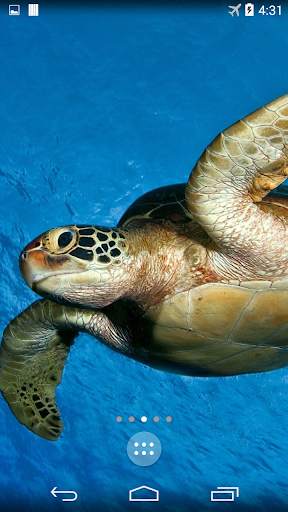 Turtle 4K Live Wallpaper screenshot 5