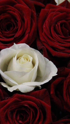 Rose Wallpaper HD & 4k Backgrounds screenshot 2