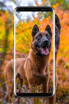 Malinois Wallpaper : Belgian Malinois 2020 screenshot 5