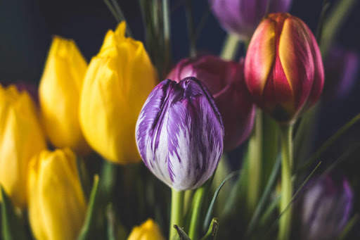 Tulips Wallpapers HD & 4k Backgrounds screenshot 13