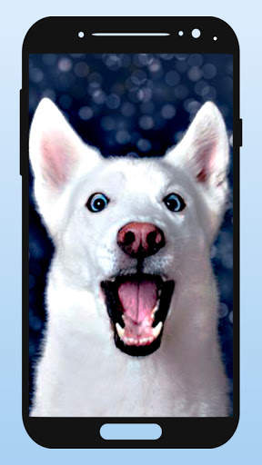 Funny Animal Wallpapers screenshot 3