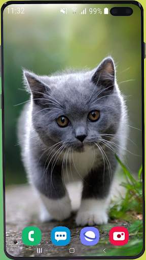 Cute Kitten  Wallpaper HD screenshot 8