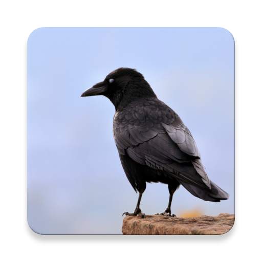 Crow Bird Sounds Collections ~ Sclip.app 1.0.2