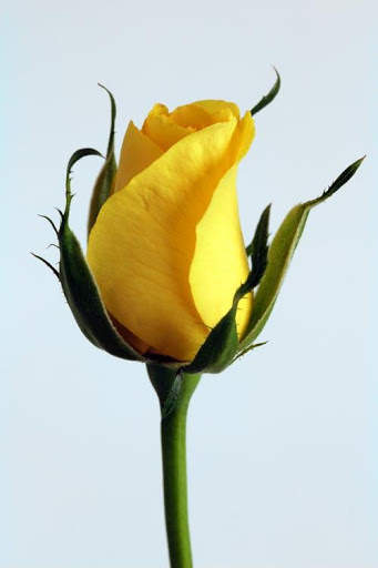 Flowers And Roses Animated Images Gif pictures 4K 23 تصوير الشاشة