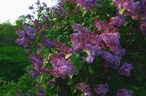 Lilac Flowers Live Wallpaper (Backgrounds) screenshot 9