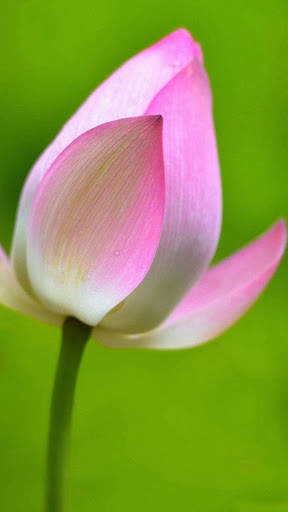 Lotus Wallpaper Best HD screenshot 12
