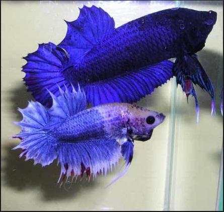 Diy Decorative Fish screenshot 3