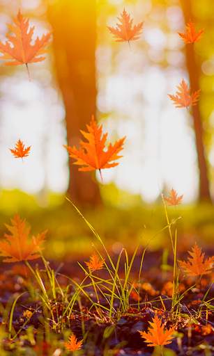 Fall Live Wallpaper screenshot 4