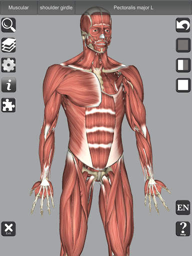 3D Bones and Organs (Anatomy) screenshot 18