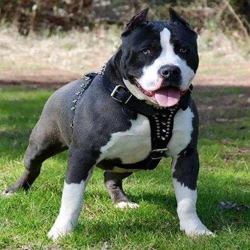 Pitbull HD Wallpaper 2020 screenshot 6