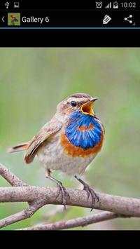 Bird Ideas screenshot 8