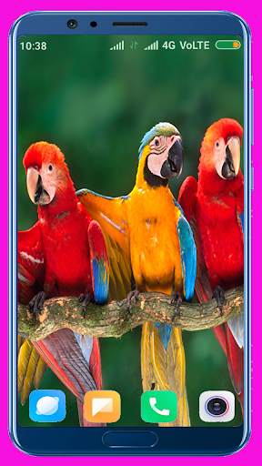 Parrot HD Wallpaper 8 تصوير الشاشة