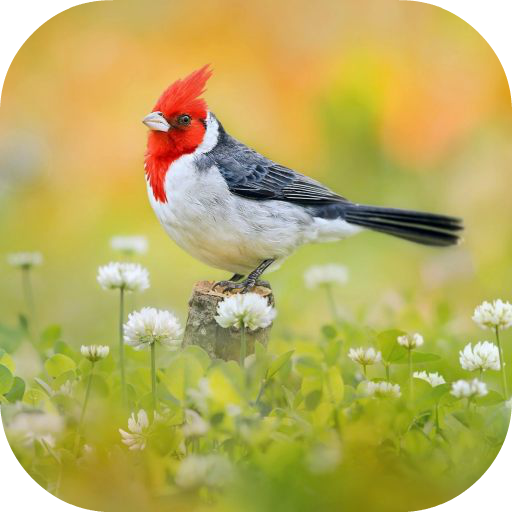 Bird Ringtone icon