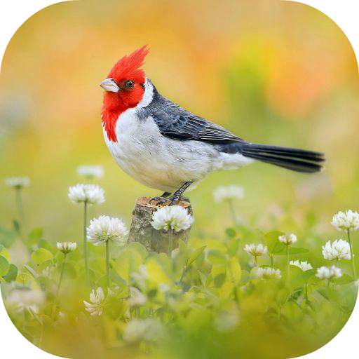 Bird Ringtone 50.0.0