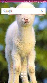 Sheep Wallpapers screenshot 2