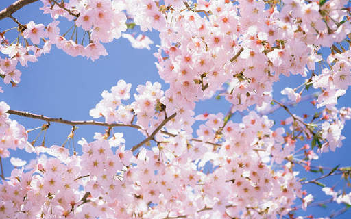 Flower Wallpapers screenshot 10