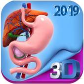 Human digestive system anatomy in 3D 1.0.0