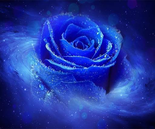 Blue Rose Live Wallpaper screenshot 1