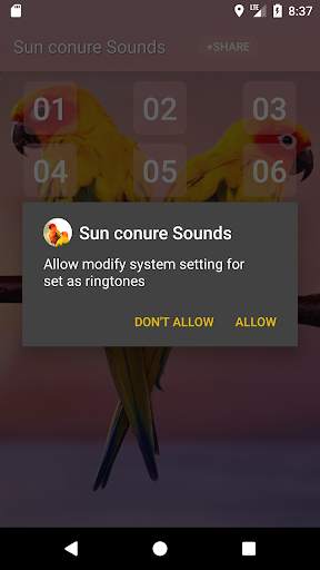 Sun conure bird sounds screenshot 3