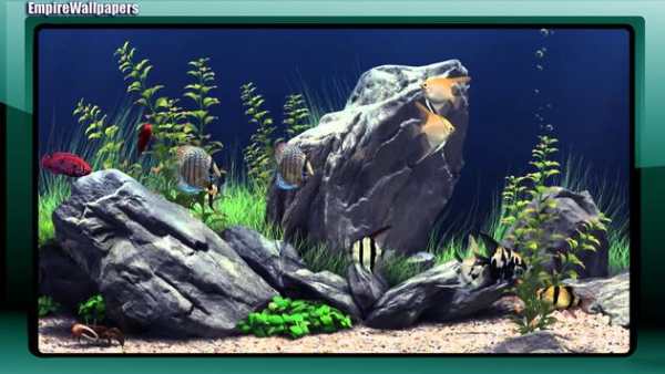 Aquarium Pack 2 Wallpaper screenshot 2