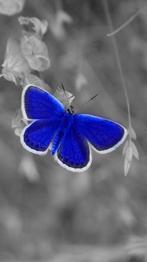 Color Splash Magic : Recolor photo art effect screenshot 10
