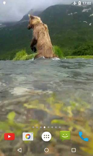 Bear 4K Video Live Wallpaper screenshot 2