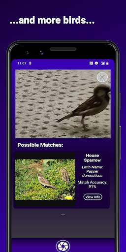 Bird Identifier - Find That Bird! स्क्रीनशॉट 5